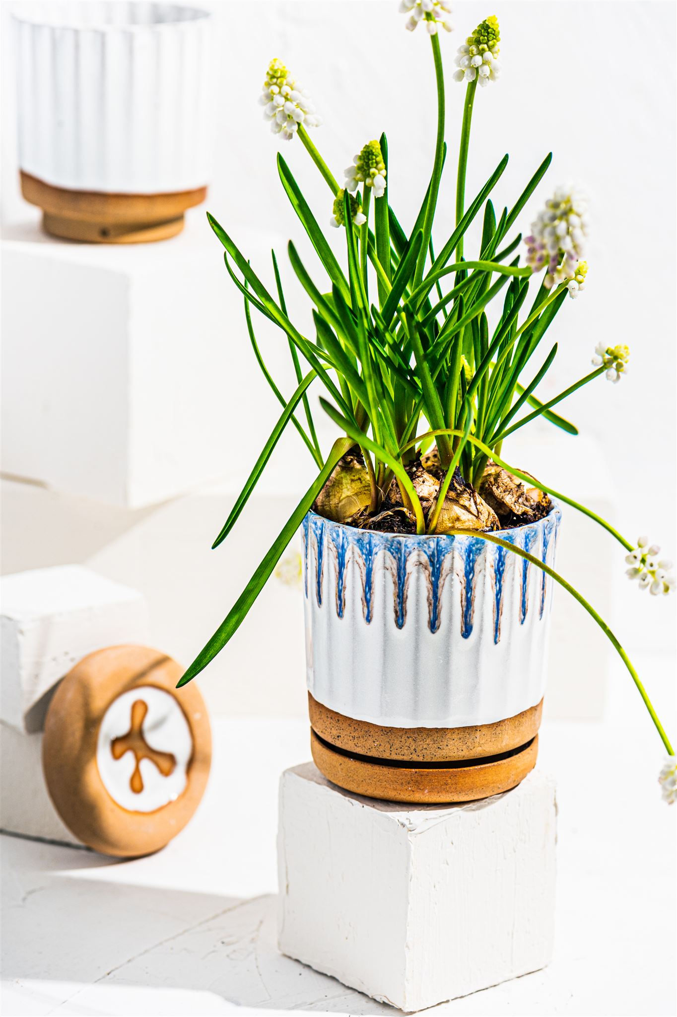 עציץ - כחול לבן