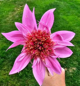 Floret dahlia