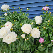 Spring Peonies
