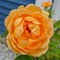 Lady of shallot rose