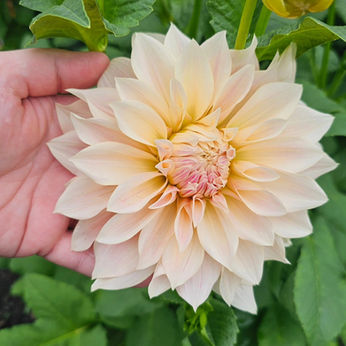 Cafe au Lait Dahlia