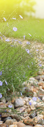 Pretty flowers beside rockbed.