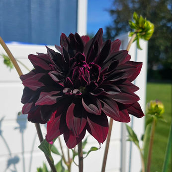 Rip City Dahlia