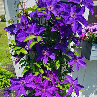 Clematis