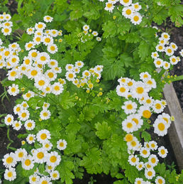 Feverfew