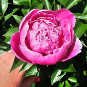 Sara Bernhardt Peony