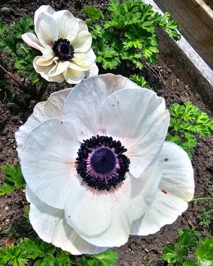 Anemone