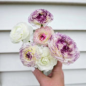 Ruffly ranunculus