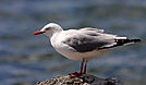 Seagull on Rock