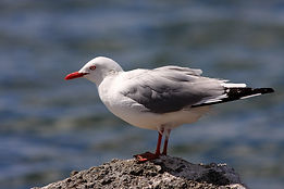 Gaviota en la roca