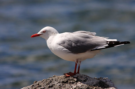 Seagull on Rock
