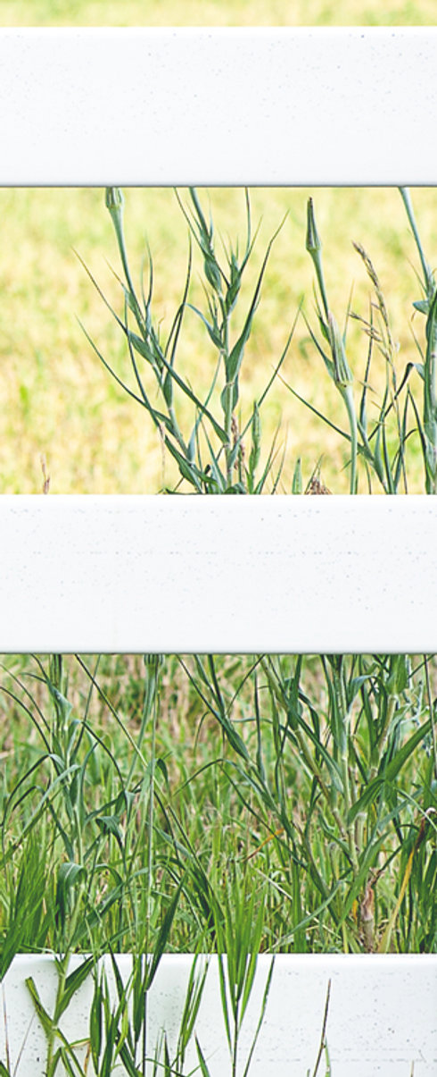 White Fence