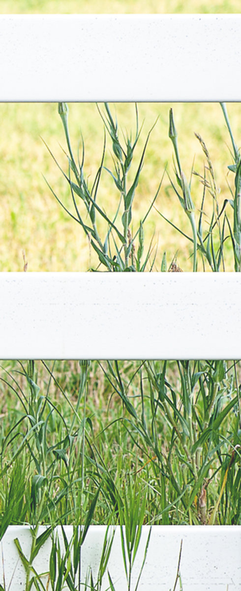 White Fence