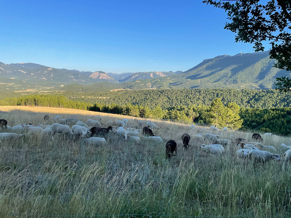 Bleudiois nos brebis aux pâturages