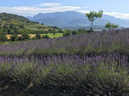 Acheter huile essentielle de lavandin bio : pourquoi choisir Bleudiois, producteur dans la Drôme ?
