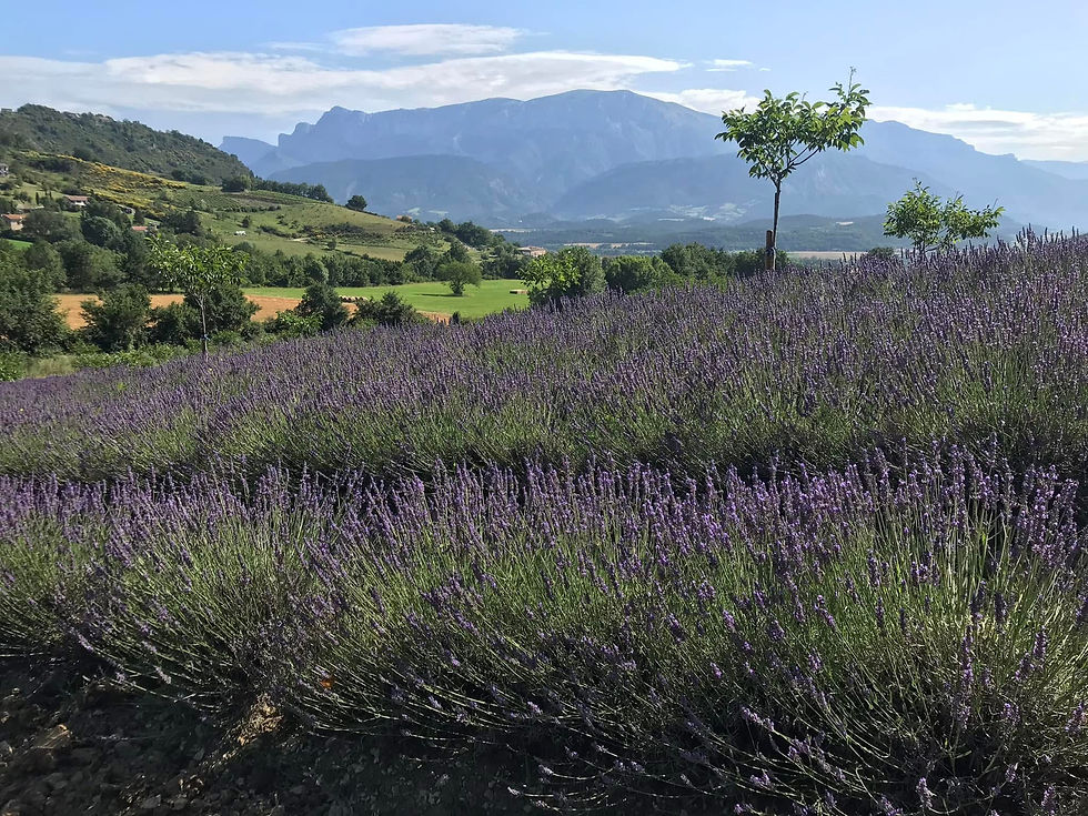 Bleudiois Champ de lavandin bio Abrial