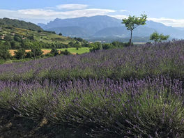 Acheter de la lavande fine bio : le savoir-faire ancestral de Bleudiois, producteur dans la Drôme
