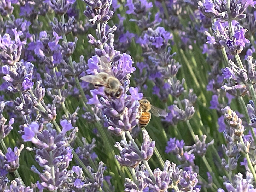 Bleudiois abeille sur notre lavande bio