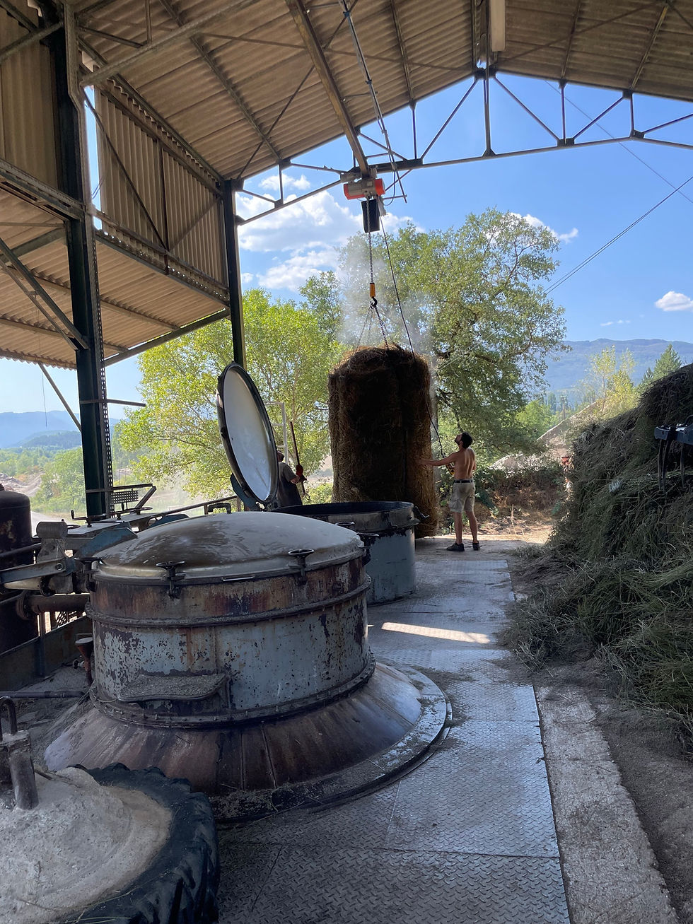 Champs de lavande dans le Diois : floraison en juin, récolte et distillation artisanale