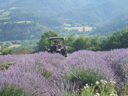 La Lavande: Arme Secrète Naturelle contre les Poux