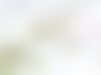 春の妖精「ニリンソウ」が咲いています