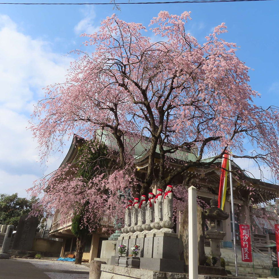 多聞寺のシダレザクラ　ほぼ満開、見学はお早めに
