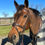 Thumbnail: Dy'on® Flash Noseband Bridle and Rubber Reins