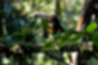 Aracari_23-1.jpg
