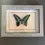 Thumbnail: Framed Graphium Milon