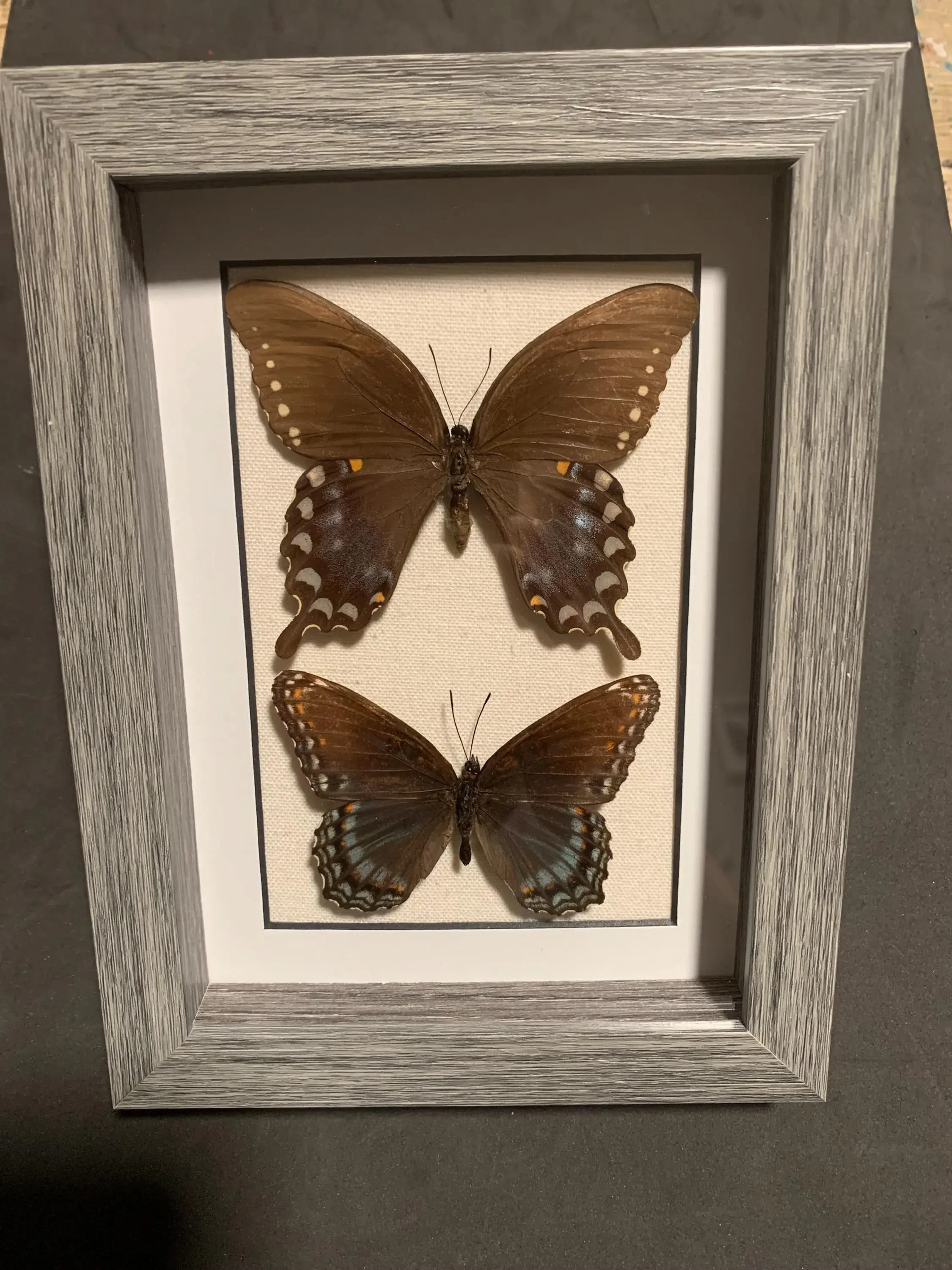 mounted papilio troilus/ red spotted admiral