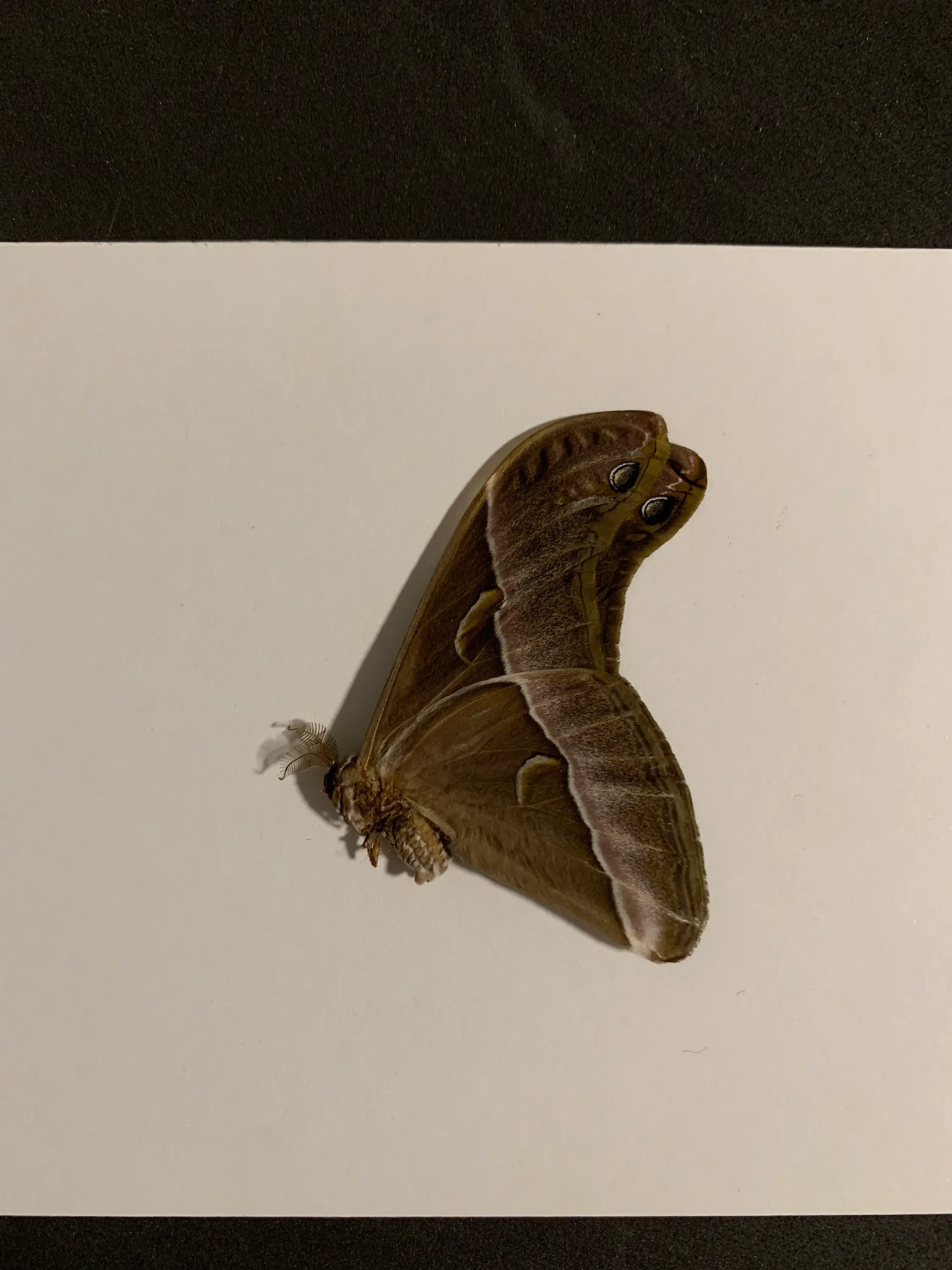 1 pair of Unmounted Samia insularis