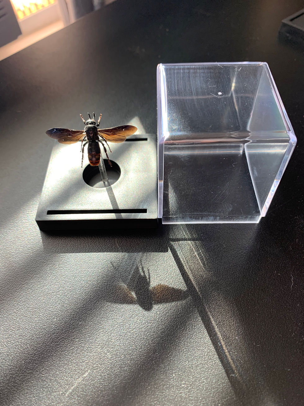 Thumbnail: Scoliid wasp (digger wasp)