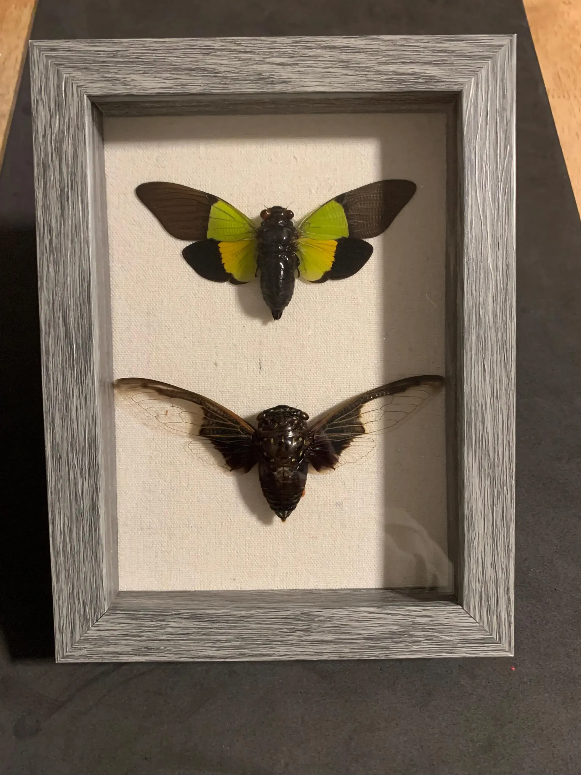 framed cicadas