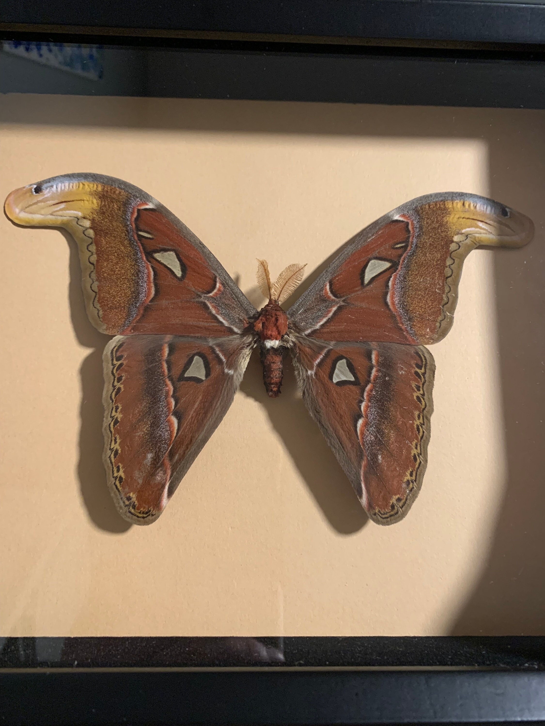 mounted  attacus atlas (female)