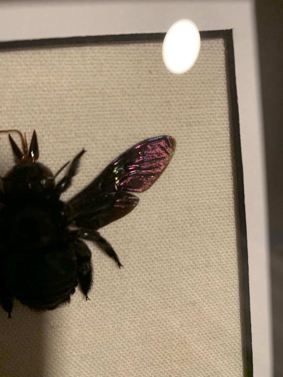 Thumbnail: framed carpenter bees