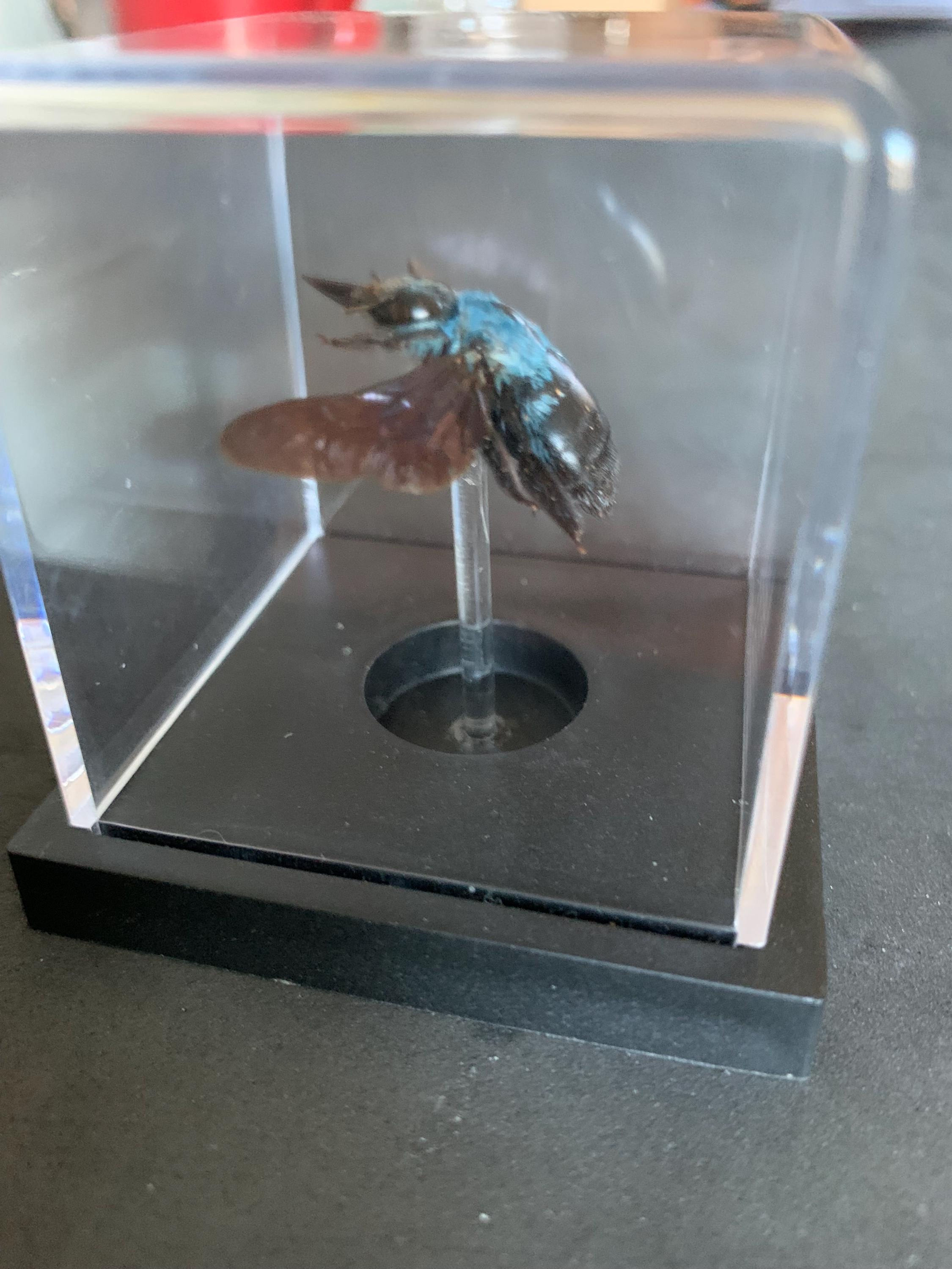 mounted Xylocopa caerulea