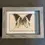 Thumbnail: mounted Graphium androcles