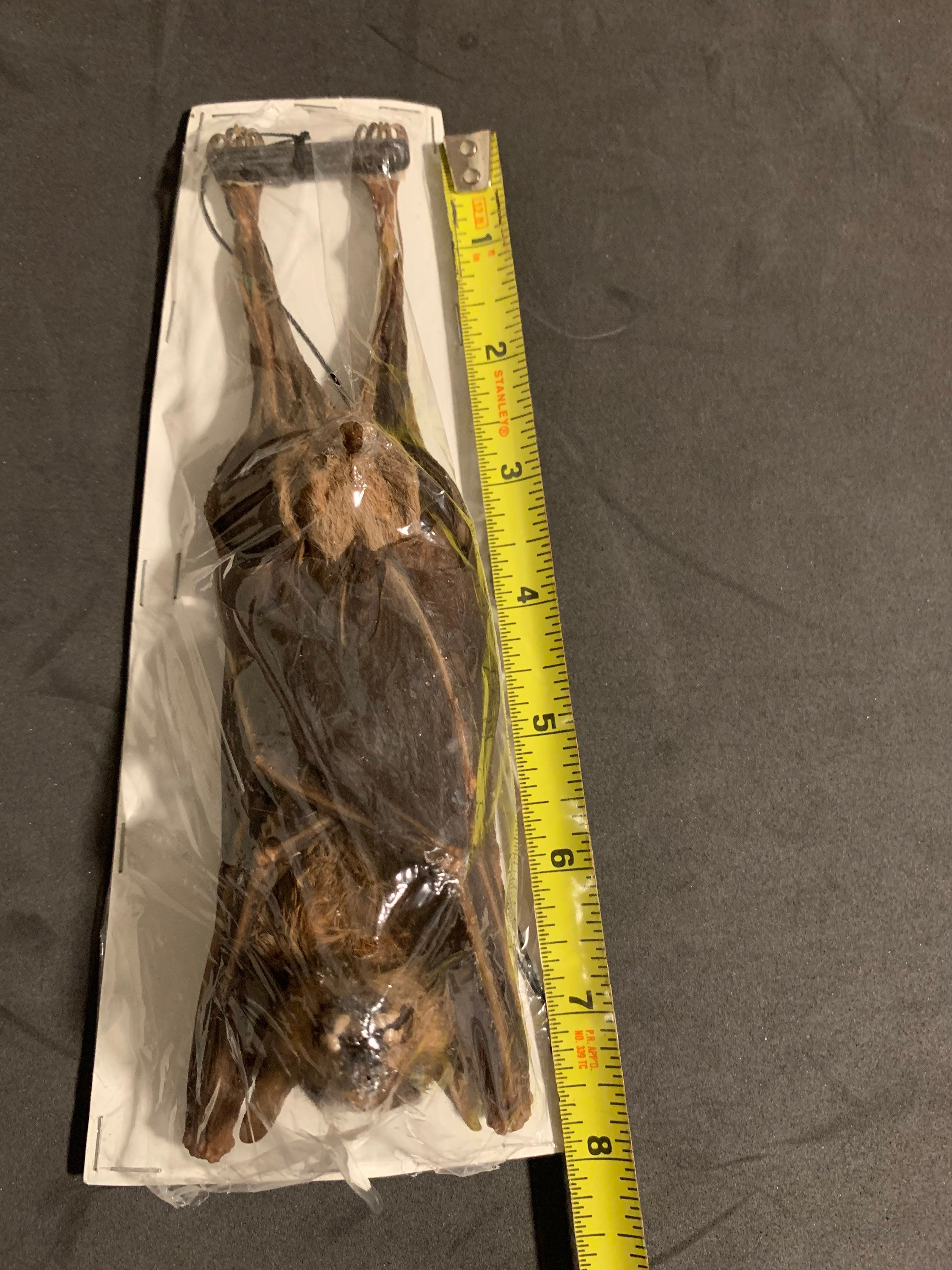 Hanging bat  (Rousettus leschenaulti)