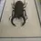 Thumbnail: mounted Hexarthrius parryi (stag beetle)