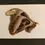 Thumbnail: Unmounted attacus atlas (female)