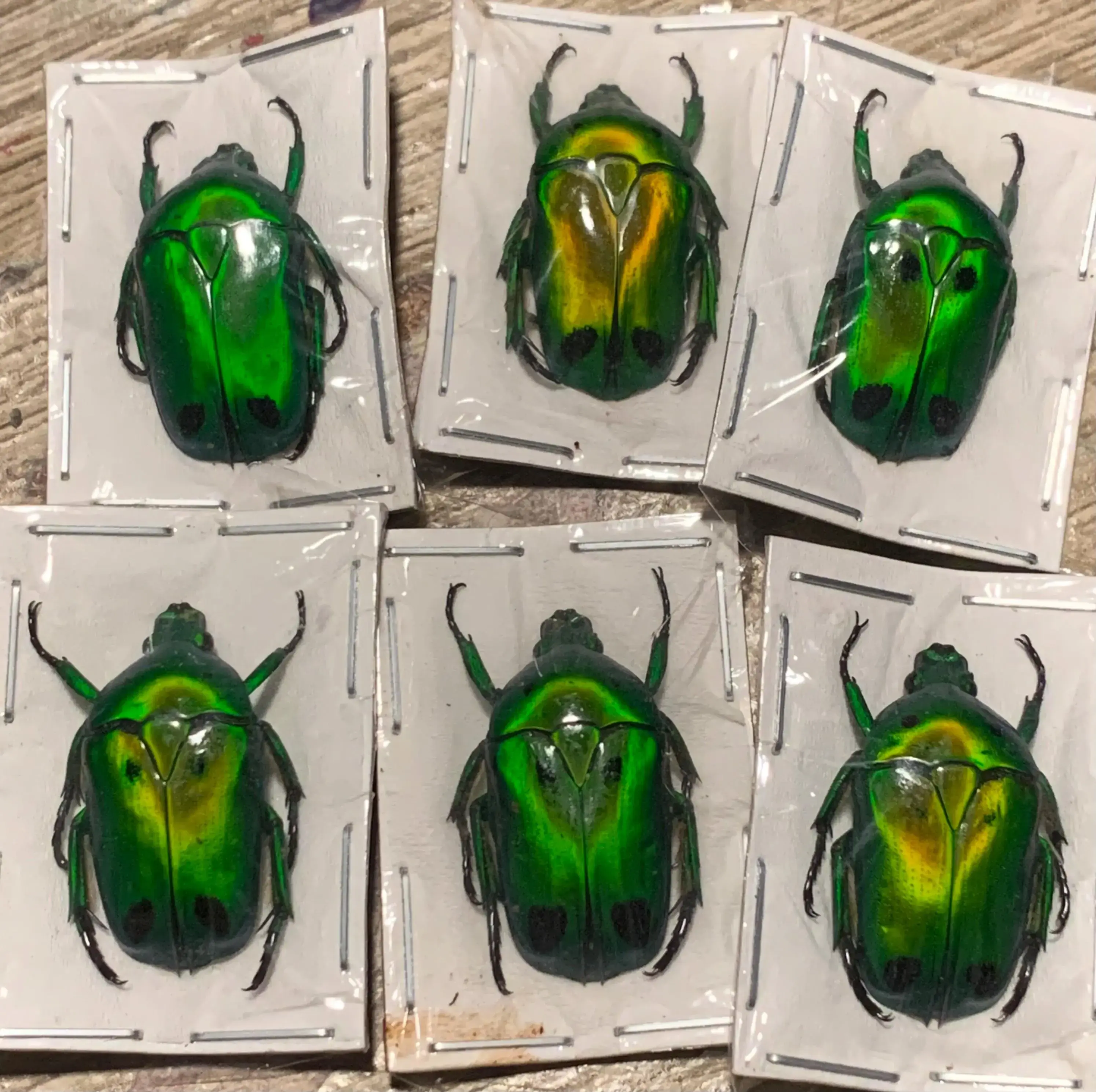 Unmounted Heterorrhina sexmaculata