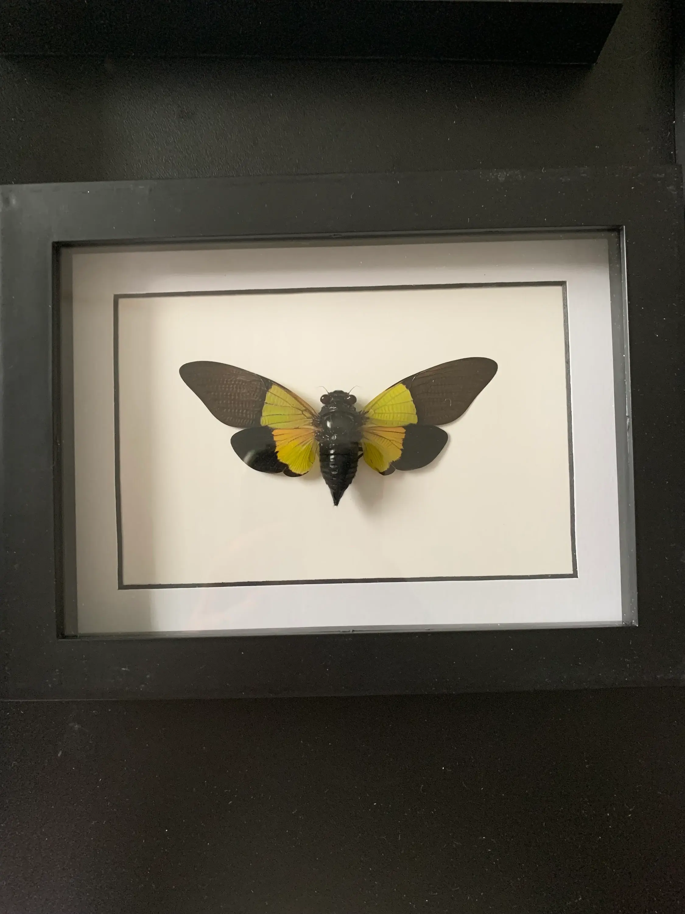 mounted trengganua sibylla (cicada)