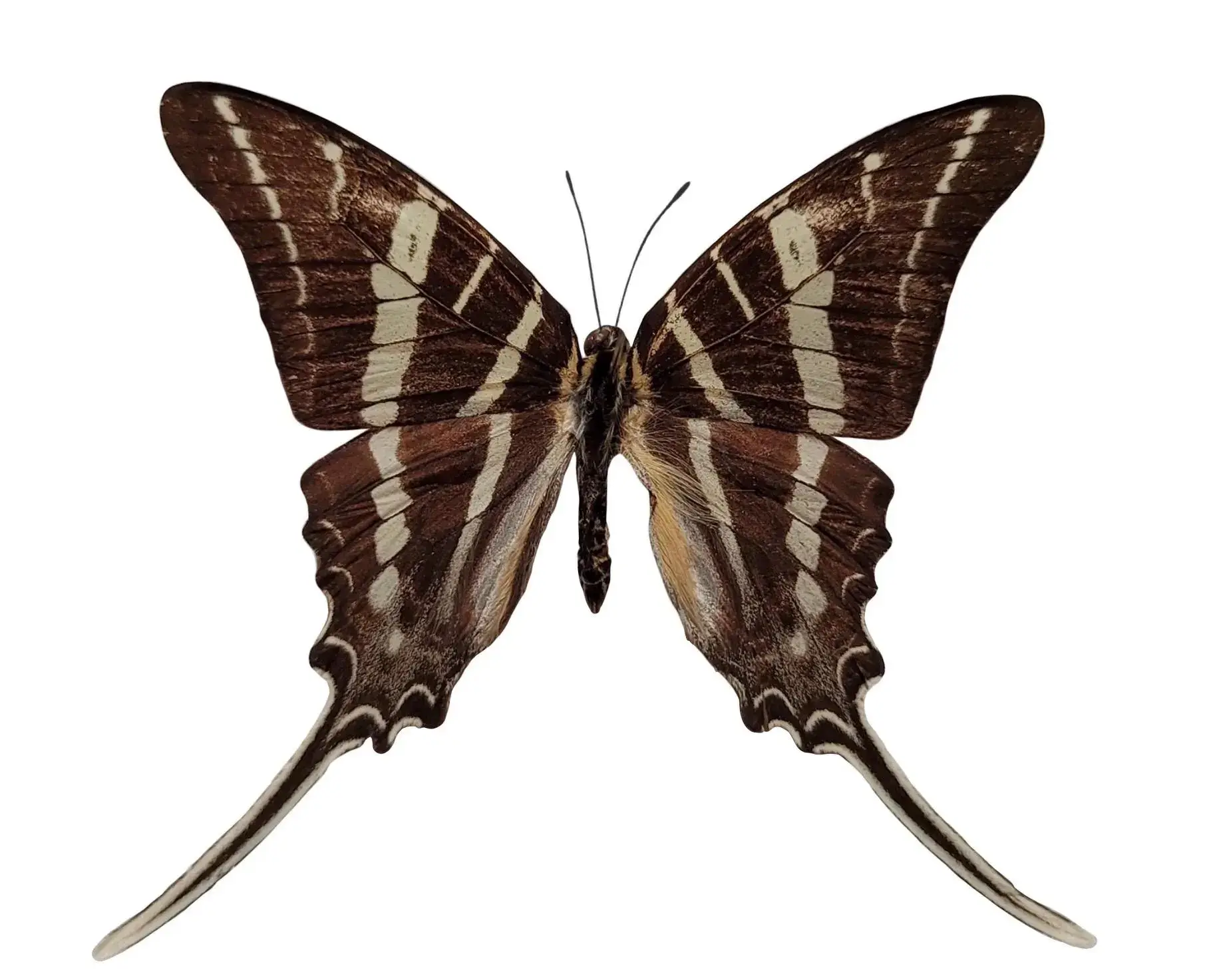 unmounted Graphium rhesus