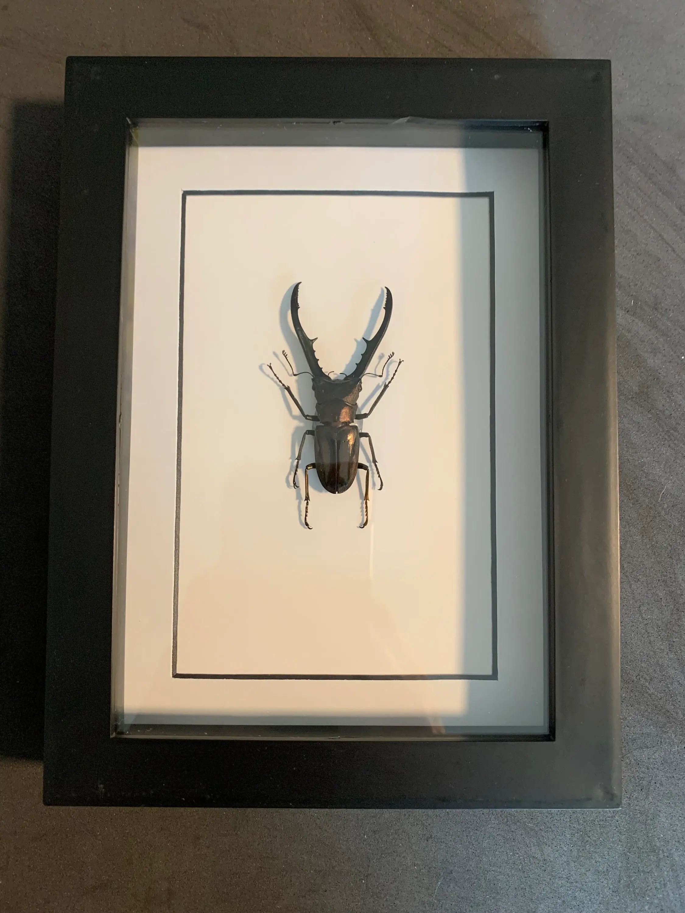 mounted Cyclomattus metallifer otanii (stag beetle) 64.97mm