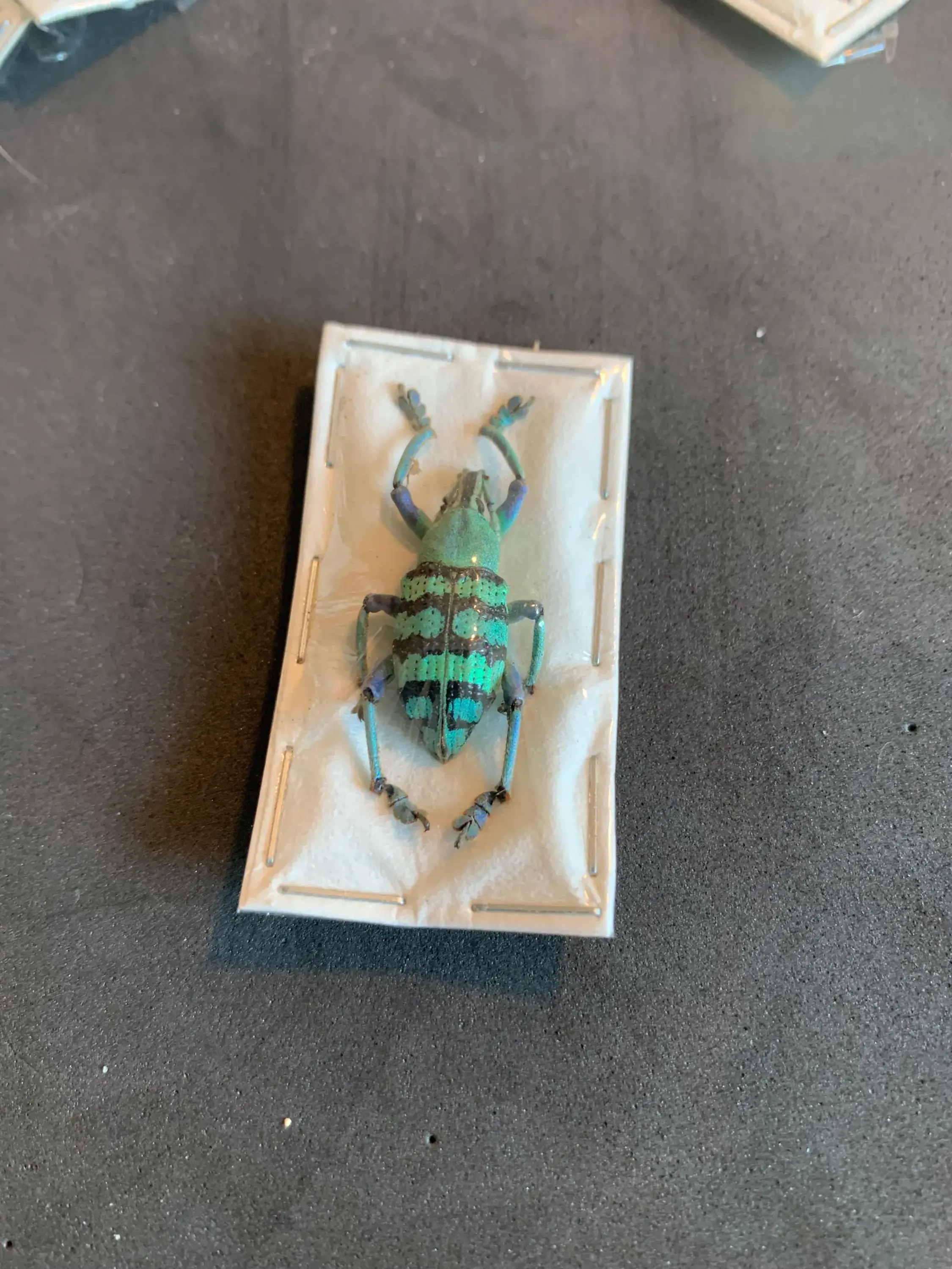 Eupholus Magnificus (blue shades)