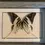 Thumbnail: mounted Graphium androcles