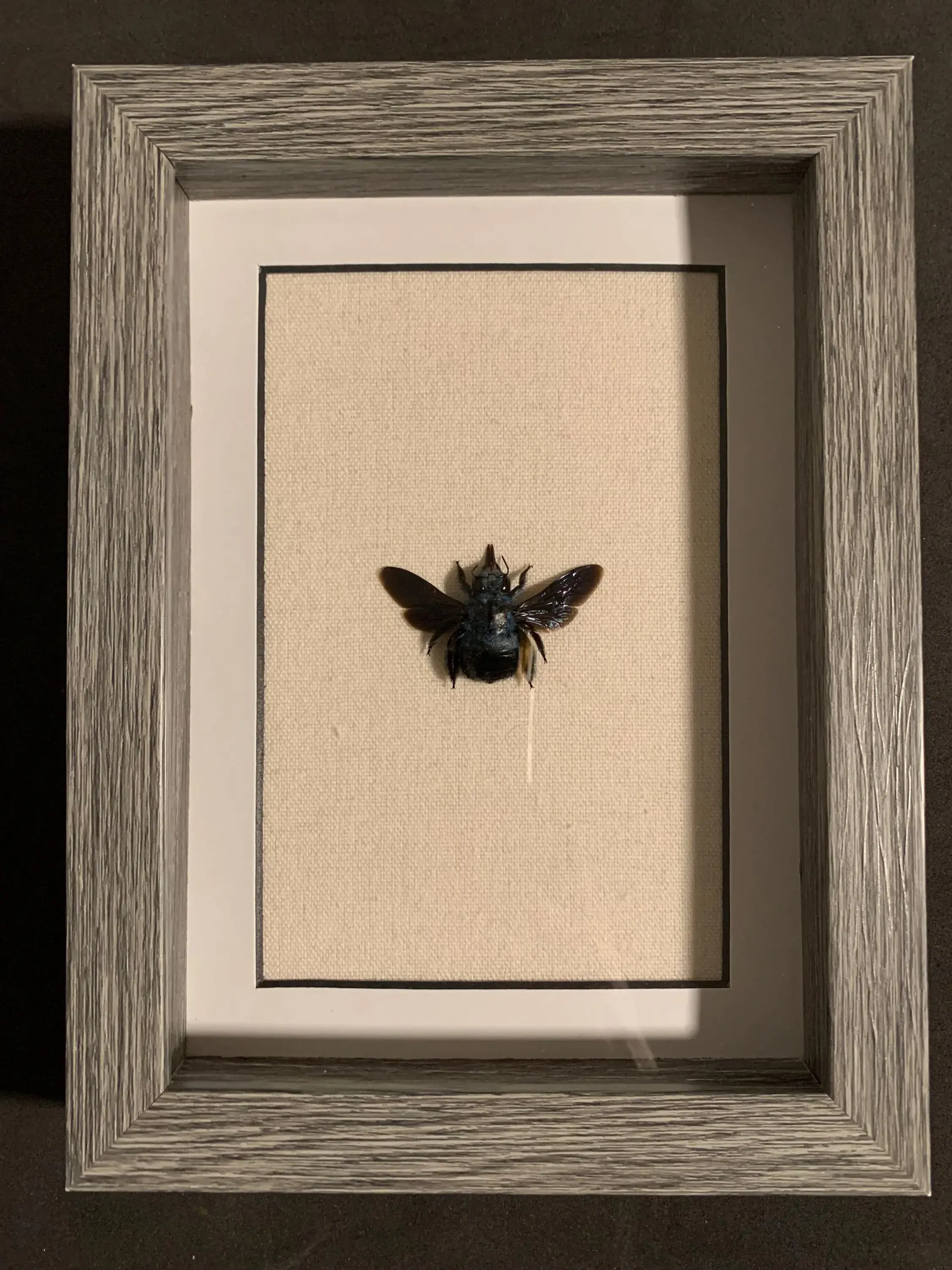 framed blue carpenter bee