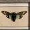 Thumbnail: framed tosena splendida (cicada)