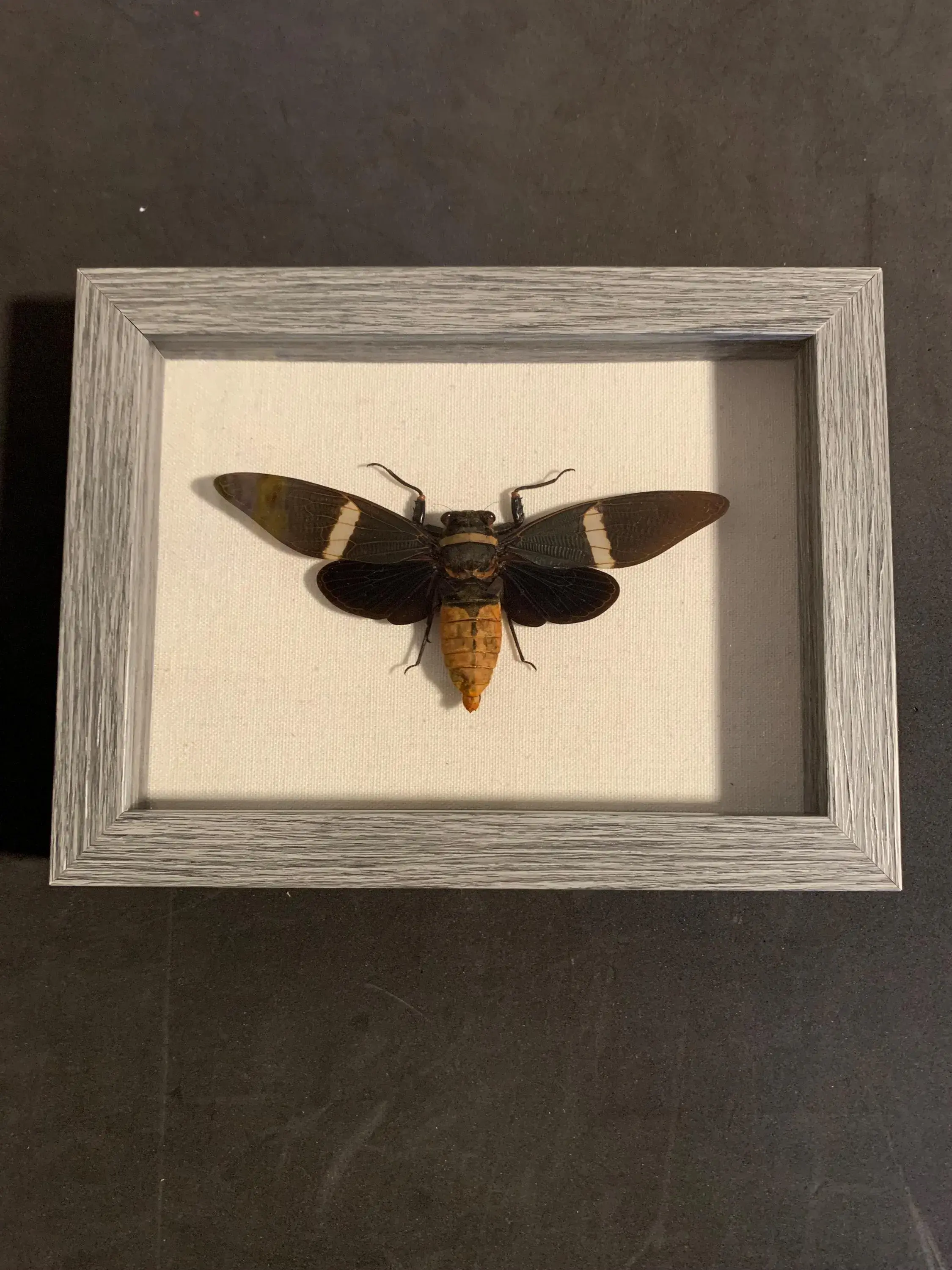 framed tosena albata (cicada)
