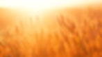 Wheat field